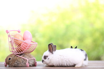 Baby cute and adorable rabbit sitting on green grass. Small and young bunny  is a lovely furry pet....