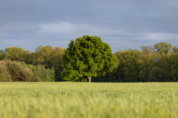 The mighty sessile oak, cornish oak, durmast oak, quercus petraea, stands on the edge of a farmland. A very large, majestic tree, a natural monument, a tree under protection.