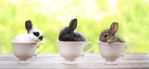 Young Rabbit in white cup on green nature bokeh as background. Little bunny is very cute and funny...
