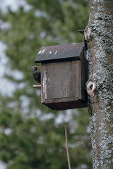 The starling peeks out of the birdhouse. Spring