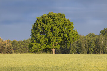 The mighty sessile oak, cornish oak, durmast oak, quercus petraea, stands on the edge of a...