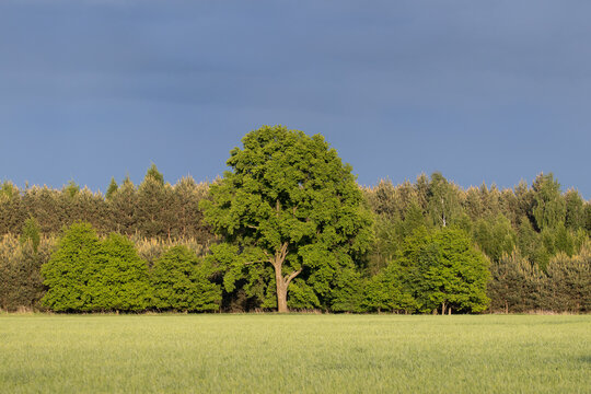 The mighty sessile oak, cornish oak, durmast oak, quercus petraea, stands on the edge of a farmland. A very large, majestic tree, a natural monument, a tree under protection.
