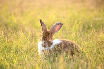 Rabbit in green field and farm way. Lovely and lively bunny in nature with happiness. Hare in the forest. Young cute bunny playing in the garden with grass and small flower in dreamy golden light.