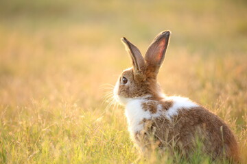 Rabbit in green field and farm way. Lovely and lively bunny in nature with happiness. Hare in the forest. Young cute bunny playing in the garden with grass and small flower in dreamy golden light.