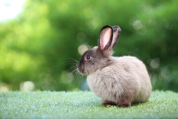 Cute little rabbit on green grass with natural bokeh as background during spring. Young adorable bunny playing in garden. Lovrely pet at park