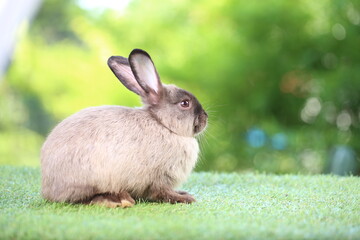 Cute little rabbit on green grass with natural bokeh as background during spring. Young adorable bunny playing in garden. Lovrely pet at park