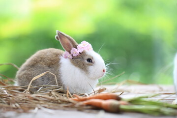 Cute little rabbit on green grass with natural bokeh as background during spring. Young adorable bunny playing in garden. Lovrely pet at park