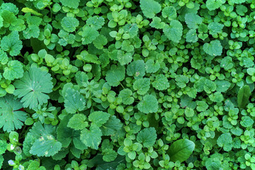 Top view of green plants and leaves after rain. Background.