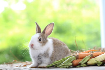 Cute little rabbit on green grass with natural bokeh as background during spring. Young adorable bunny playing in garden. Lovrely pet at park