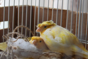 Cute yellow Canary family waiting resting in the nest waiting their new born babies to hatch © AbdelMohaymen
