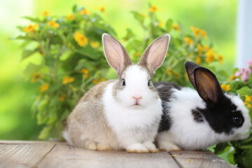 Cute little rabbit on green grass with natural bokeh as background during spring. Young adorable bunny playing in garden. Lovrely pet at park