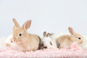 Cute little rabbit on green grass with natural bokeh as background during spring. Young adorable...