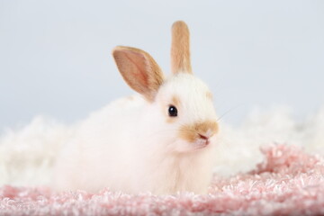 Cute little rabbit on green grass with natural bokeh as background during spring. Young adorable bunny playing on fluffy pink cloth as baby bunnly pet in studio.