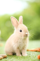 Cute little rabbit on green grass with natural bokeh as background during spring. Young adorable bunny playing in garden. Lovely pet at park in spring.