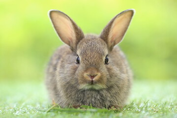 Cute little rabbit on green grass with natural bokeh as background during spring. Young adorable bunny playing in garden. Lovrely pet at park
