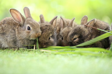 Cute little rabbit on green grass with natural bokeh as background during spring. Young adorable bunny playing in garden. Lovrely pet at park