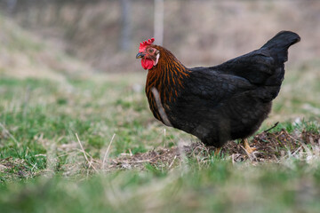 A black hen roams the garden. Black chicken close-up.