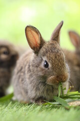Cute little rabbit on green grass with natural bokeh as background during spring. Young adorable bunny playing in garden. Lovrely pet at park