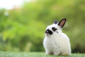 Cute little rabbit on green grass with natural bokeh as background during spring. Young adorable bunny playing in garden. Lovrely pet at park