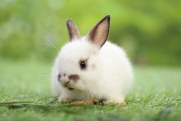 Cute little rabbit on green grass with natural bokeh as background during spring. Young adorable bunny playing in garden. Lovrely pet at park