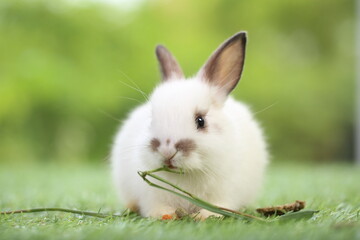 Cute little rabbit on green grass with natural bokeh as background during spring. Young adorable...