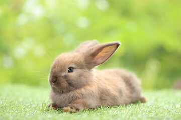 Cute little rabbit on green grass with natural bokeh as background during spring. Young adorable bunny playing in garden. Lovrely pet at park