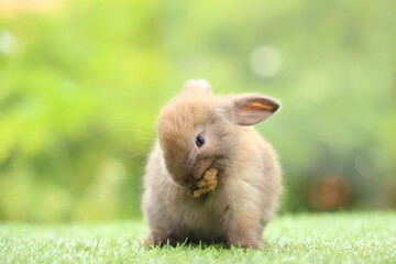 Cute little rabbit on green grass with natural bokeh as background during spring. Young adorable bunny playing in garden. Lovrely pet at park