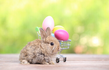 Baby cute and adorable rabbit sitting on green grass. Small and young bunny  is a lovely furry pet.  Easter concept on yellow background, egg and grass with bokeh as nature background