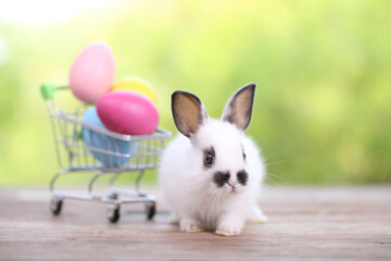 Baby cute and adorable rabbit sitting on green grass. Small and young bunny  is a lovely furry pet.  Easter concept on yellow background, egg and grass with bokeh as nature background
