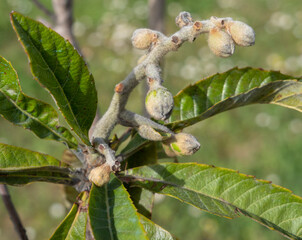 Small unripe fruits Eriobotrya japonica  on a tree in Greece