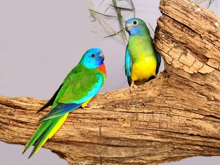 Fototapeta na wymiar Scarlet-chested Parrot ( Neophema splendida) in the aviary.