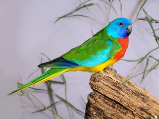 Scarlet-chested Parrot ( Neophema splendida) in the aviary.