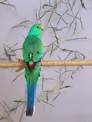 Ein Vielfarbensittich (Psephotellus varius) in der Voliere.