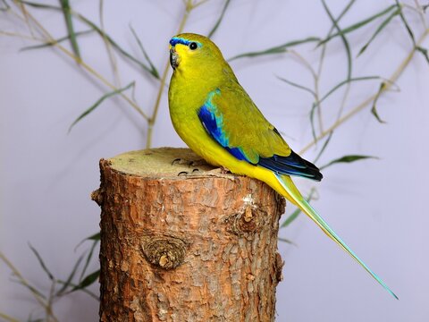 Elegant parrot ( Neophema elegans) in the aviary.