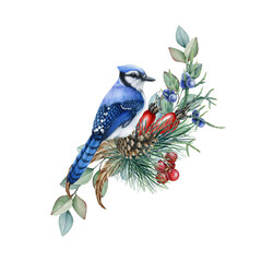 Winter forest floral decor from pine, eucalyptus, blue jay. Watercolor illustration. Hand drawn blue jay with eucalyptus, pine branches, acorns. Decorative natural forest element. White background
