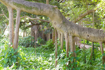 gigantischer Wachstum eines Uraltbaums