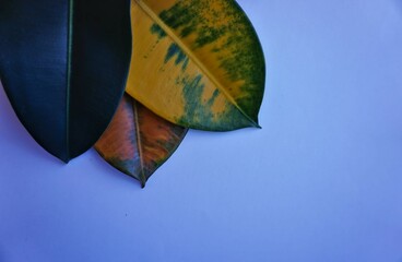 Colorful ficus leaves on blue background.