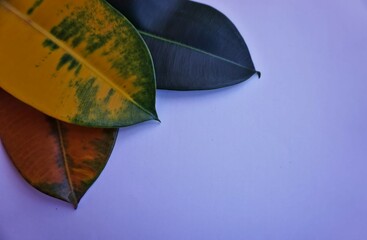 Colorful ficus leaves on blue background.