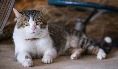 The spotted cat is resting in the barn.