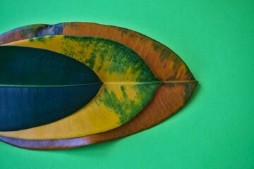Colorful ficus leaves on green background.