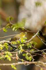 Newly opened leaves with a Wood Warbler