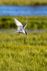 Fototapeta premium Tern hover over a wetland and looking for fis