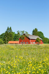 Barn with flowering buttercups flowers on a meadow in the summer