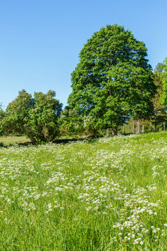 Cow parsley on a summer meadow