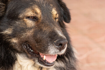 Close-up portrait fur dog, pets well being.