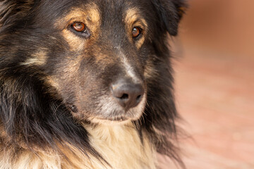 Close-up portrait beautiful furry brown dog.