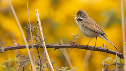 Common whitethroat, or greater whitethroat (Sylvia communis) singing from a thorny branch in spring, Suffolk, UK. 