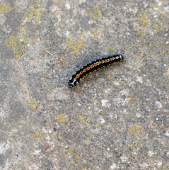 The black and orange caterpillar (Lady Bear) is covered with thick black or white hairs.