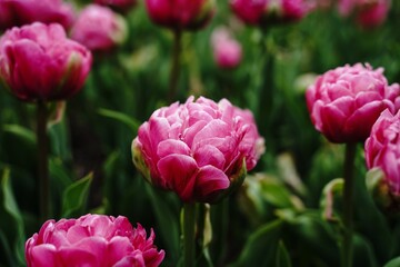 Peony Tulips, close up