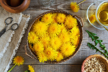 Fresh dandelion flowers with dried root and dandelion tea